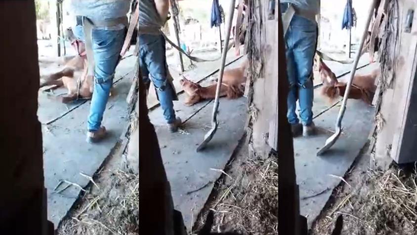 PDI detiene a herrero que golpeó y lesionó a potrillo en Chillán: fue formalizado por maltrato animal 