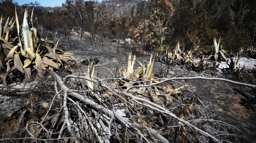 Diputados aprueban Ley de Incendios, pero rechazan prohibición para construir en terrenos siniestrados