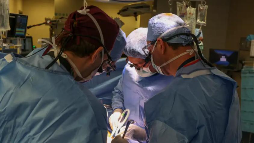Primer trasplante de un riñón de cerdo a un paciente vivo