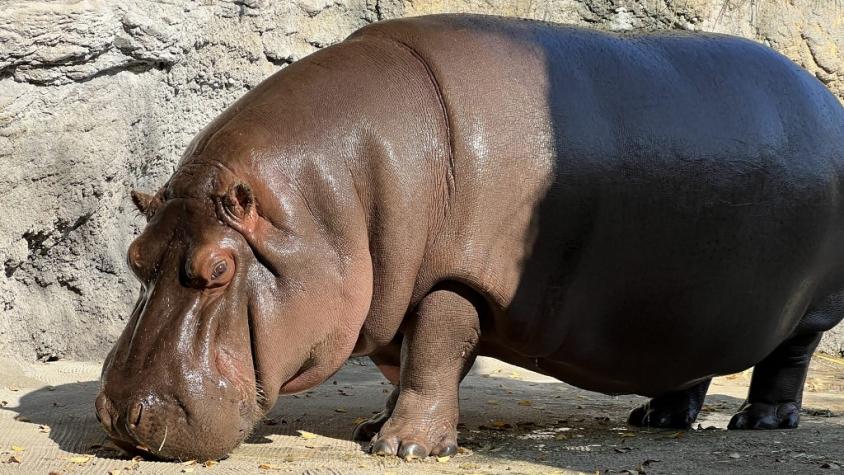 El hipopótamo que vino de México como macho y en Japón resultó ser hembra