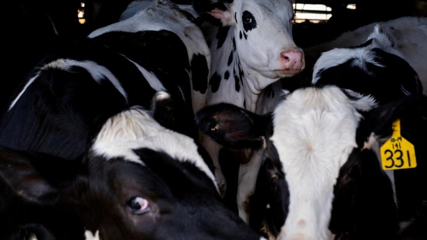 Colombia restringe carne procedente de algunos estados de EEUU por gripe aviar en vacas