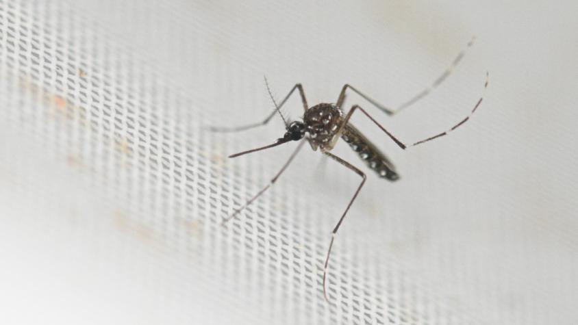 Preocupa avance del dengue en Chile: Evalúan vacunación preventiva en Rapa Nui