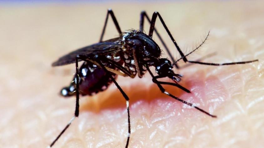 Por múltiples focos: Decretan Alerta Amarilla en Los Andes ante presencia de mosquito del dengue 