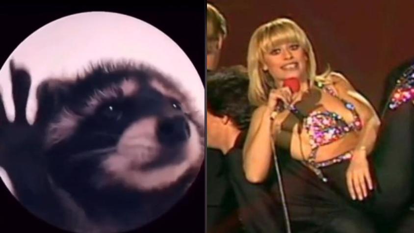 "Pedro, Pedro, Pedro": El origen del video viral interpretado por un mapache y musicalizado por Raffaella Carrà