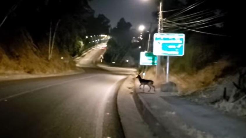 Ciclistas avistan un ciervo recorriendo las calles de Talca