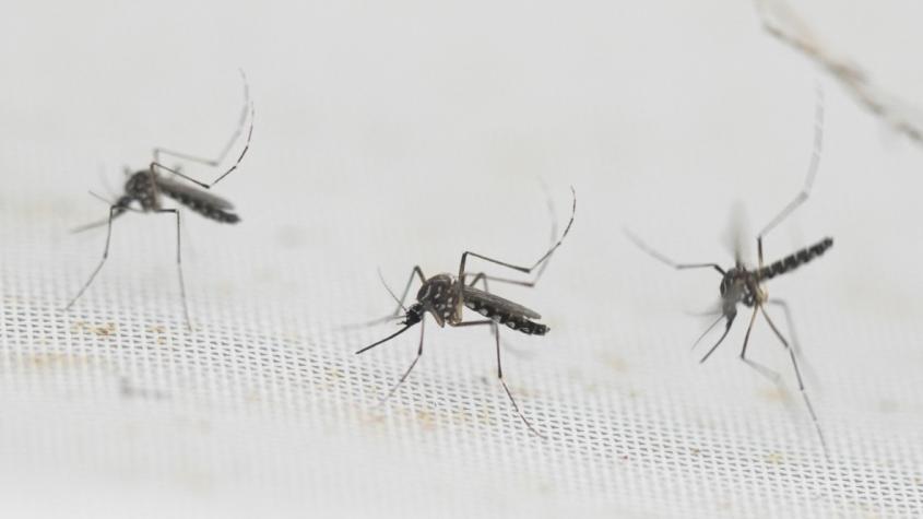 Más de 100 muertos por brote histórico de dengue en Argentina