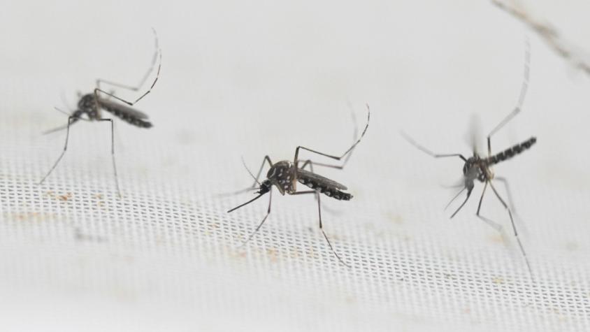 Chile ya superó la cifra de dengue de todo el 2023: Dónde hay casos y cómo se previene