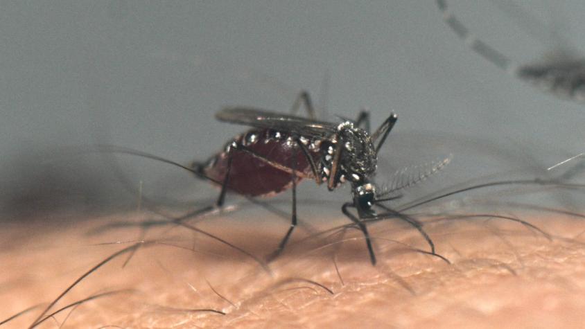 Alerta por casos de dengue en Chile