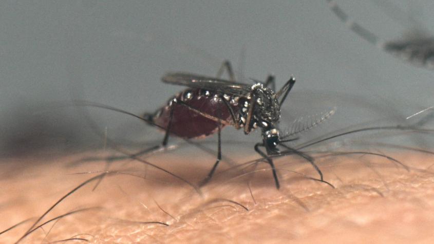 135 casos en Chile: Minsal entrega recomendaciones para prevenir el dengue