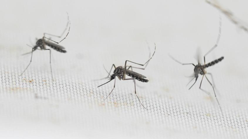 Dengue en Chile: ¿Cuáles son sus síntomas y cómo se transmite? 