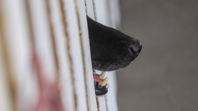 Mendoza: Hombre murió en su cama y sus perros se lo comieron