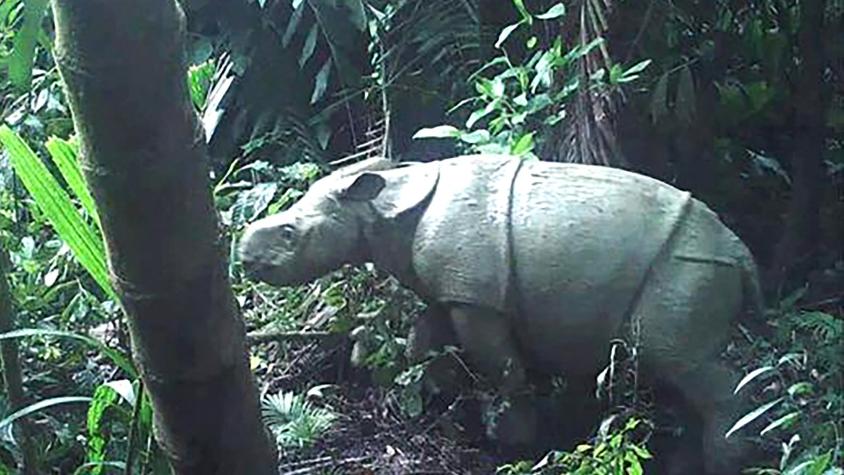Quedan 82 en el mundo: Avistan una cría del amenazado rinoceronte de Java en Indonesia