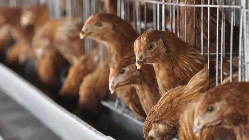 La preocupante advertencia de la OMS sobre la gripe aviar: "Se está acercando a los humanos"