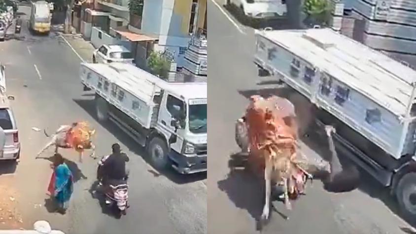 Toro embiste a motociclista en plena calle en India: video se volvió viral