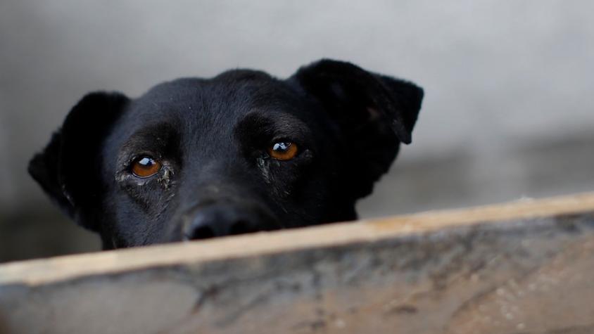 Cámara rechaza proyecto que permitía la caza de perros asilvestrados