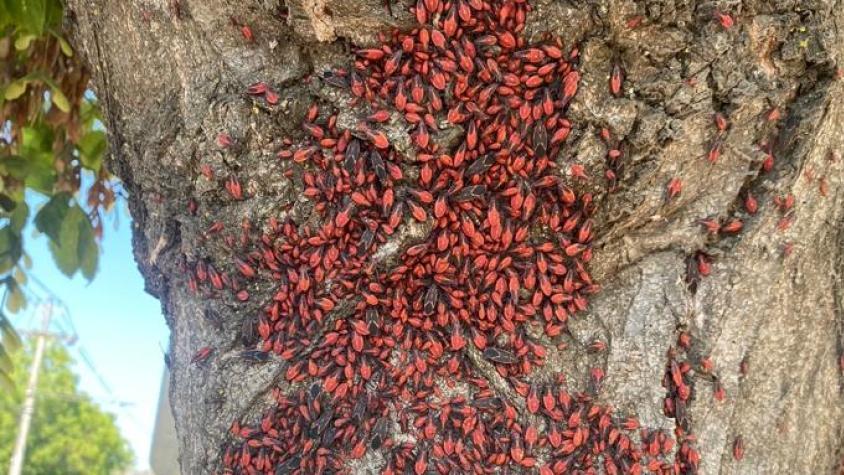 ¿Es el chinche del arce? Así puedes distinguir el insecto de otras especies nativas