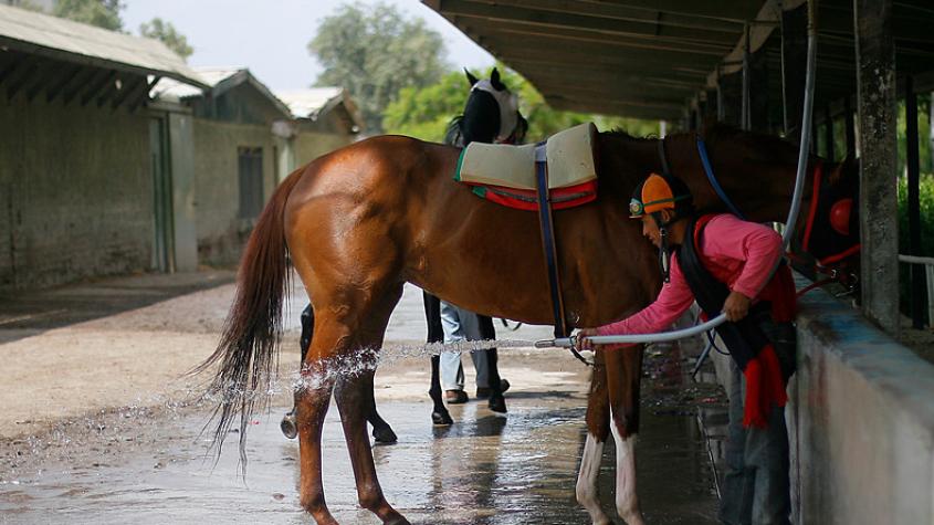 Caso Factop: Fiscalía investiga millonarios pagos en compra de caballo pura sangre