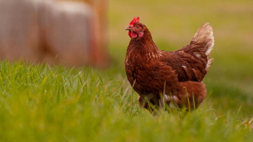 Sacrificio de una gallina en el Senado causa escándalo en México