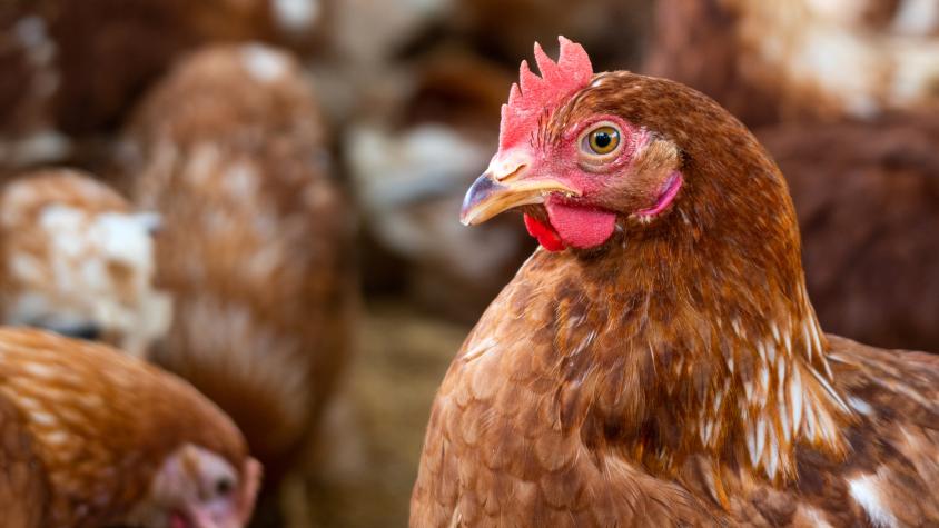 Las gallinas también se sonrojan