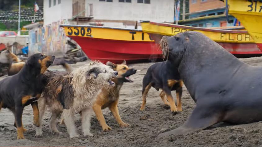 Famoso naturista David Attenborough narra los ataques de perros callejeros a los lobos de mar en caletas de Chile