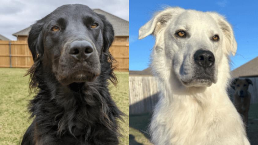El impresionante cambio de un perro por vitíligo: pasó de tener pelaje negro a uno completamente blanco
