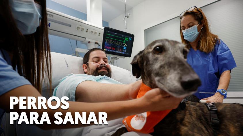 El hospital español que mete perros a la UCI para aliviar a los pacientes