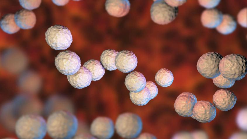Qué es la bacteria estreptococo, que provocó la muerte de un niño de 7 años en Ñuble