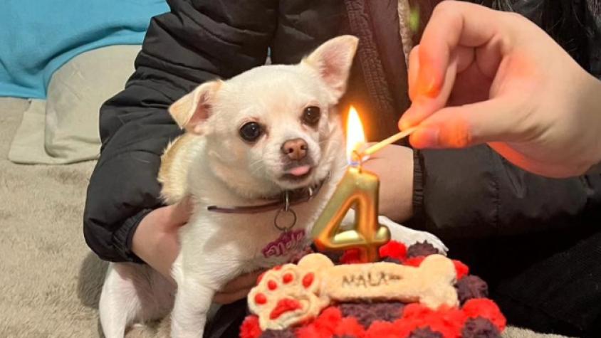 Mia Pets: El negocio que te ayuda a celebrar el cumpleaños de tu mascota