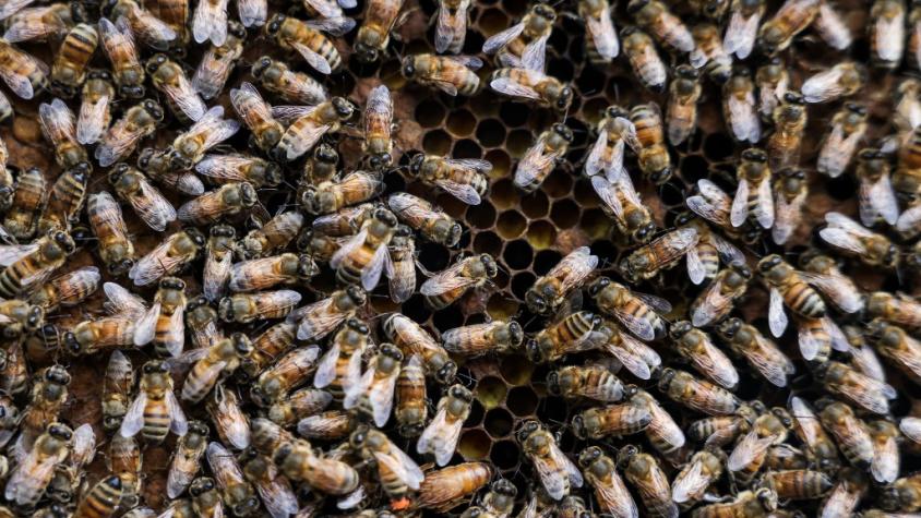 Niña se quejaba de "monstruos" en su pieza, pero eran 60 mil abejas