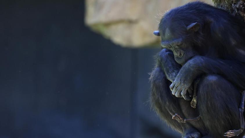 Chimpancé se niega a separarse del cuerpo de su cría que murió hace tres meses