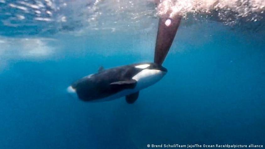 Orcas vuelven a atacar y hunden yate en el Mediterráneo