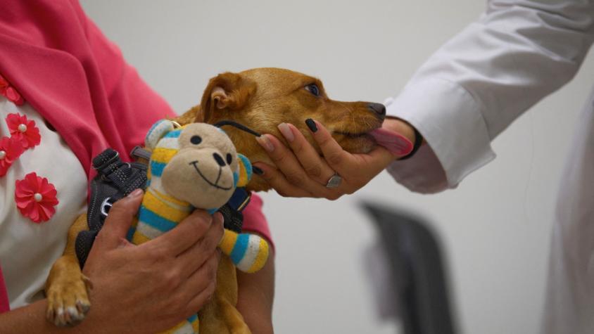Proyecto busca permitir que mascotas puedan acompañar a pacientes graves y terminales