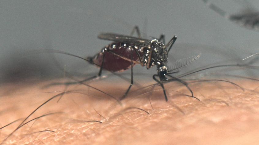 OMS autoriza segunda vacuna contra el dengue: esto dicen los estudios sobre su efectividad