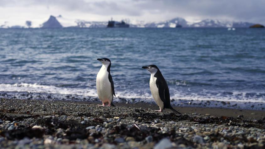 "Hay que estar especialmente atentos": Expertos explican si se puede explotar petróleo en la Antártica y sus riesgos