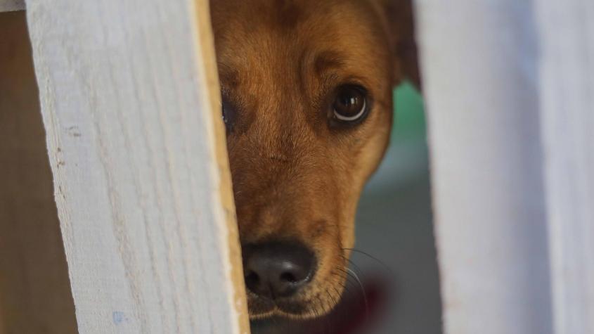 Formalizan a dueña de jauría de perros que atacó a madre e hijo en Buin: Cámaras captaron la agresión