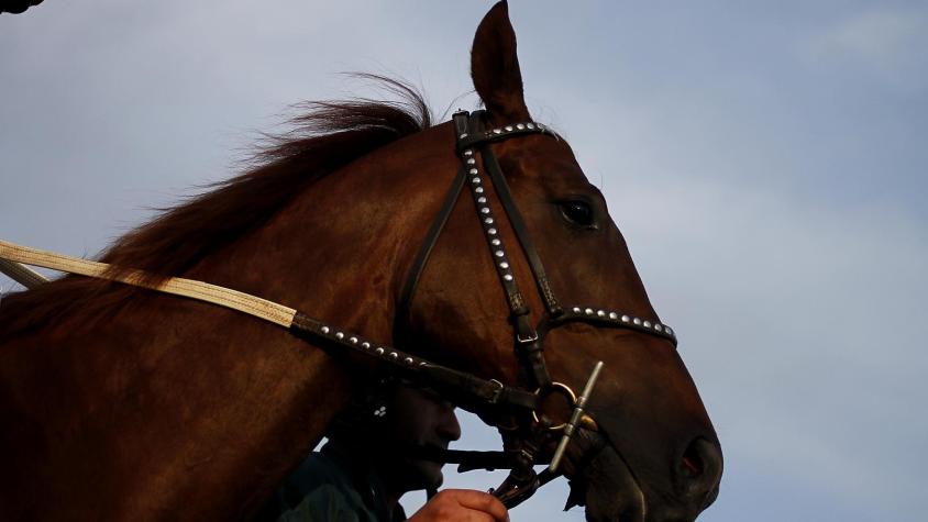 SAG confirma brote de anemia infecciosa equina en el Club Hípico: 16 caballos serán sacrificados