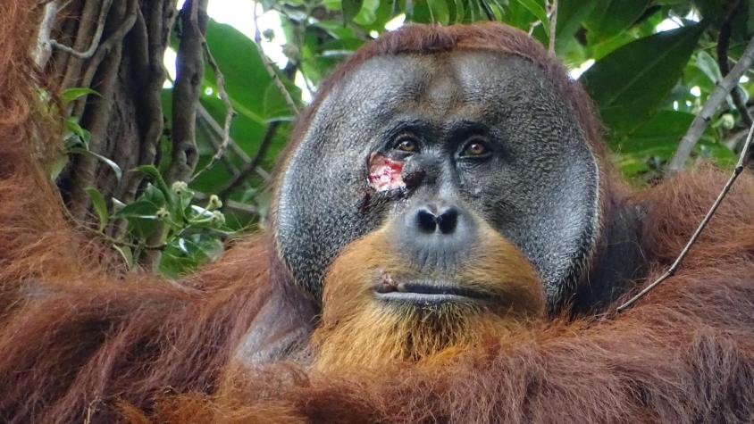 Científicos revelan que un orangután se curó una herida con un ungüento que el mismo hizo