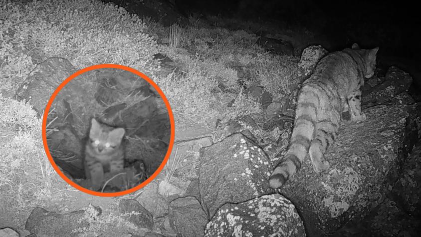 Inédito: Captan a un gato andino, uno de los felinos más amenazados del mundo, en la región Metropolitana
