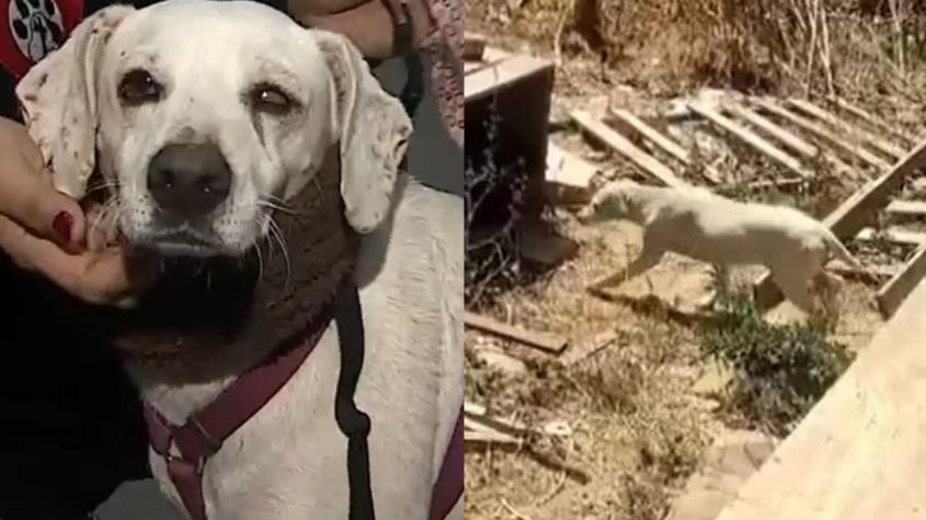 Blanquito, el perrito damnificado por los incendios de Valparaíso que aún busca un hogar