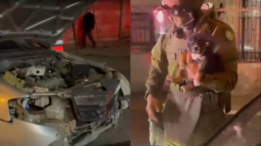 Dos cachorros rescatados: persecución termina en choque y un detenido