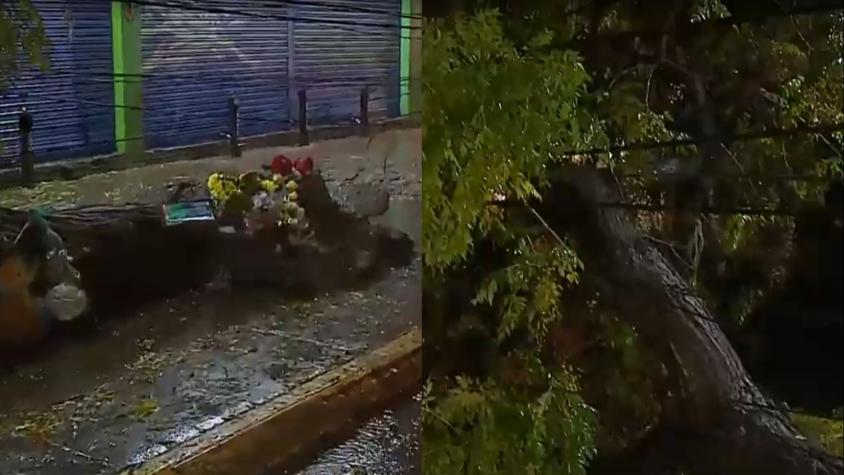 Árbol caído arrasa con cables del tendido eléctrico en Maipú