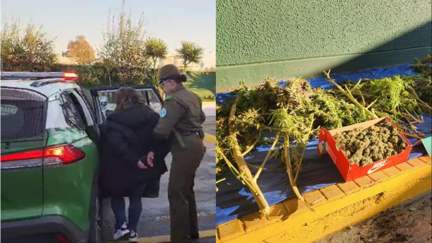 Incendio reveló importante cultivo de Marihuana en vivienda de El Bosque