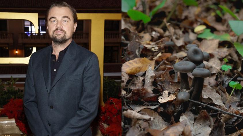 Leonardo DiCaprio festejó hallazgo de hongo chileno que se creía perdido por más de 40 años