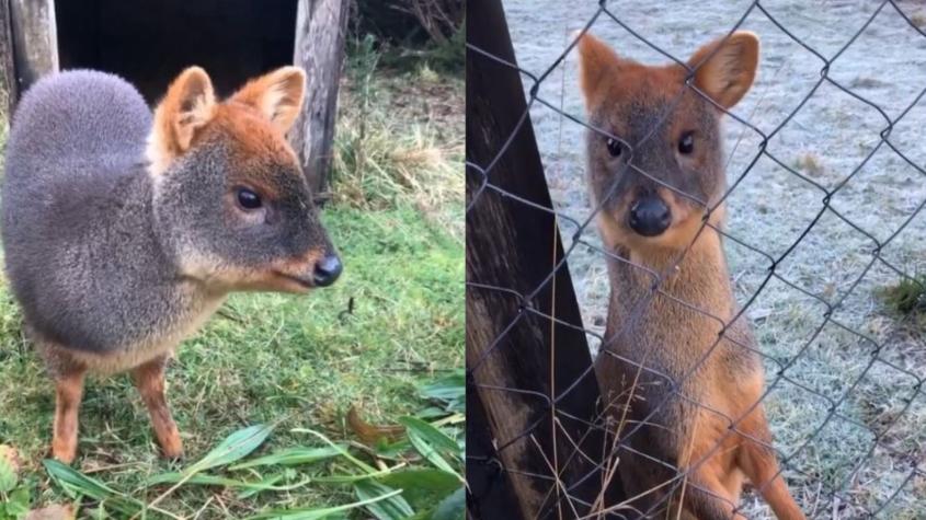 Perro entró a centro de conservación de Chiloé y mató a dos pudúes