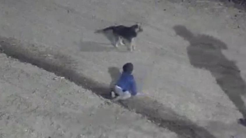 "El perro nunca se separó": Captaron a un bebé gateando a 70 metros de su casa, pero no iba solo
