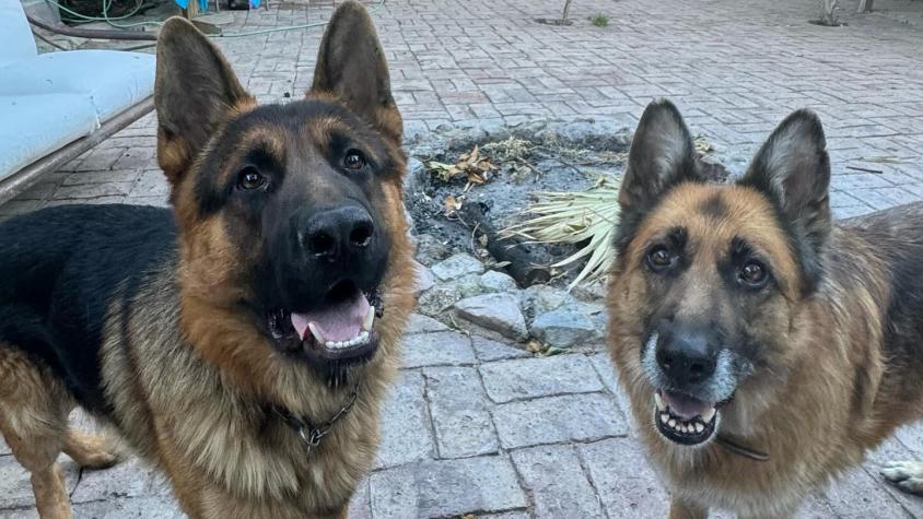 “Eran nuestros hermanos”: Alcalde Tomás Vodanovic denuncia que envenenaron a sus perros