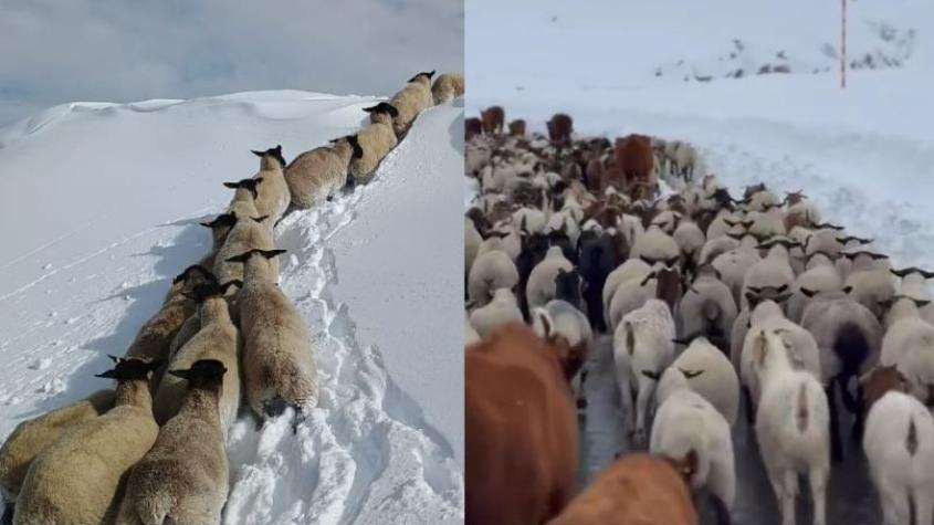 Miles de animales llevan diez días atrapados en la cordillera del Maule: Arrieros piden ayuda