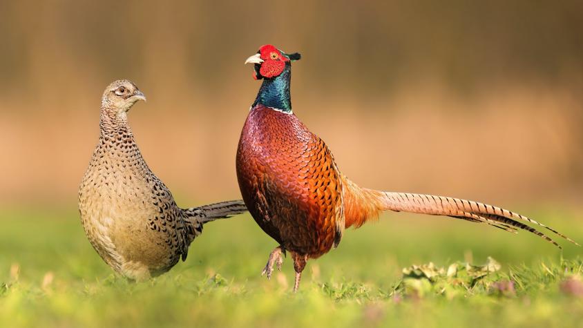 ¿Por qué en la mayoría de especies de aves los machos y las hembras tienen diferente tamaño?