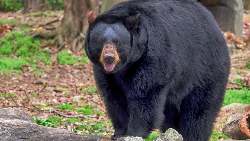 Familia comió carne de oso negro y terminó gravemente enferma: Tenía gusanos parásitos