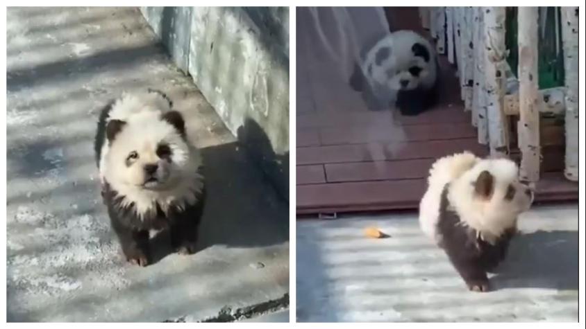 Zoológico chino pinta perros para hacerlos parecer pandas